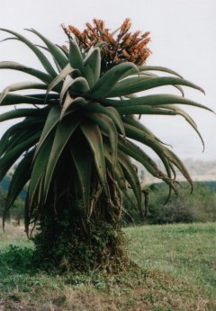 Aloes