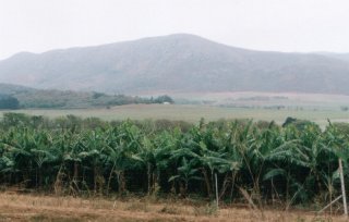Bananeraie