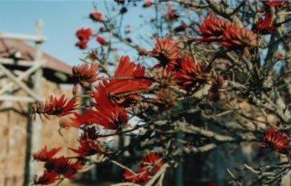Flore