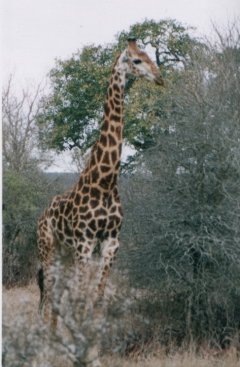 Girafe