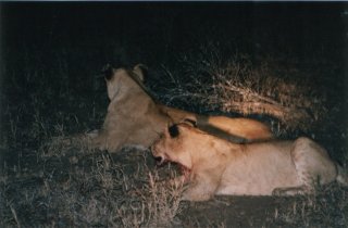 Lionnes