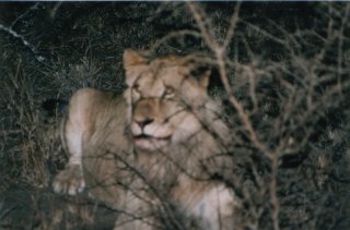 Lions