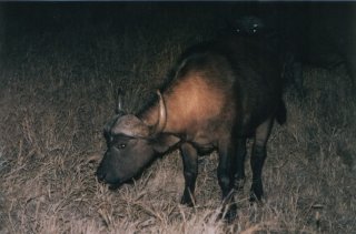 Bufles