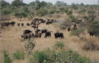 Bufles