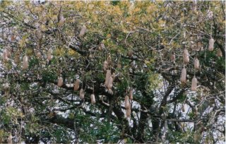 Arbre à saucisse