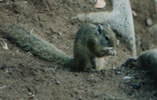 Ecureuil