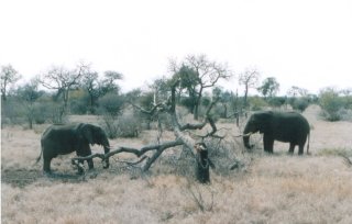 Elephants