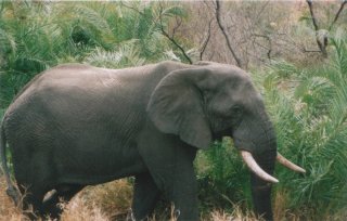 Elephant