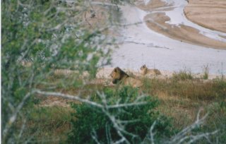 Lions