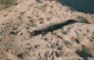 Crocodile