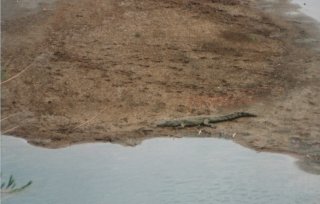 Crocodile