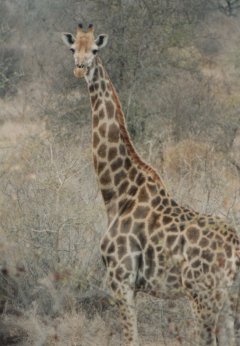 Girafe