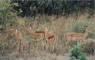 Impalas