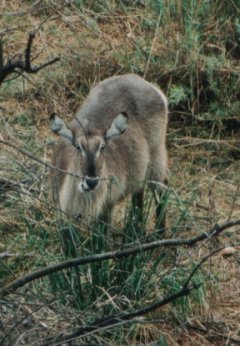 antilope=