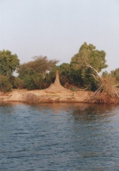 Fourmilière sur le Zambèze