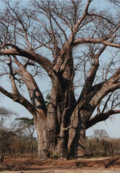 Baobab