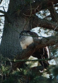 Oiseau
