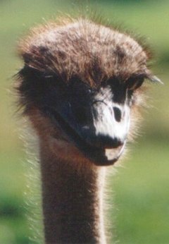 Tête d'autruche