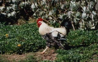 Poule